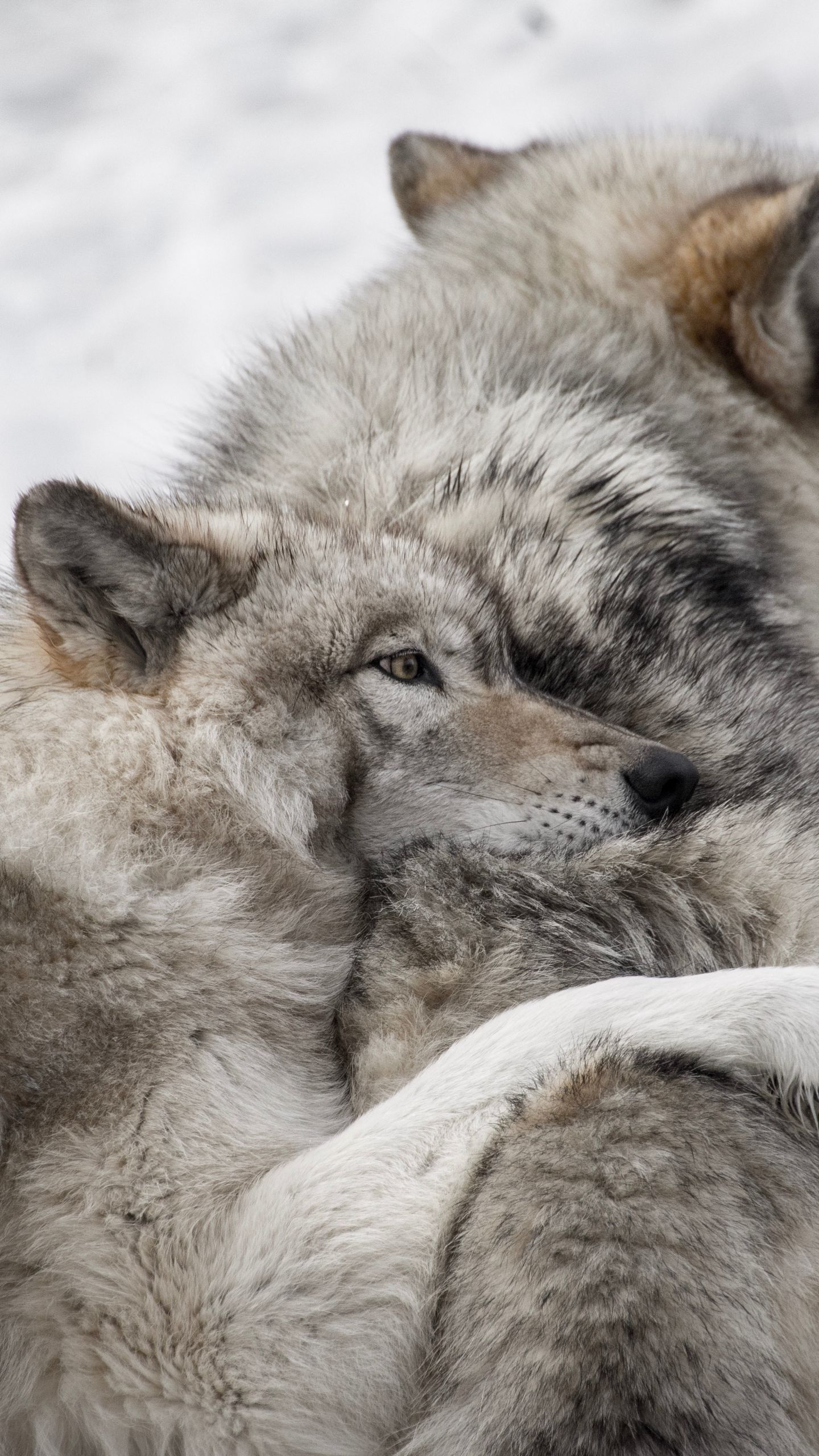 Love Wolf Couple Wallpapers