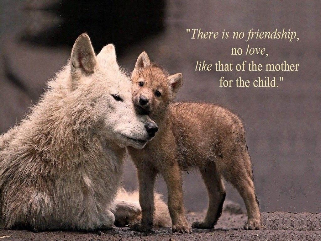 Love Wolf Couple Wallpapers