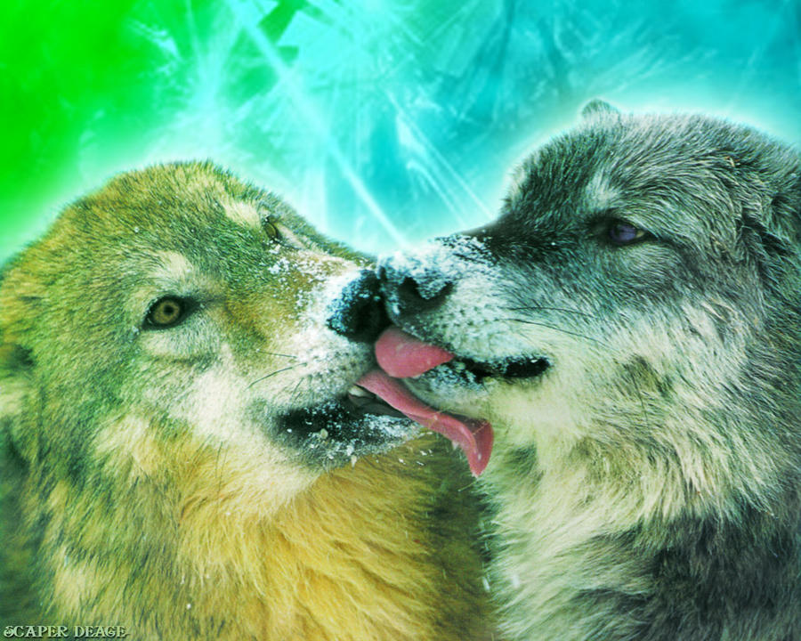 Love Wolf Couple Wallpapers