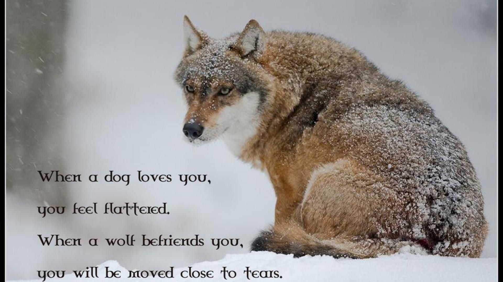 Love Wolf Couple Wallpapers