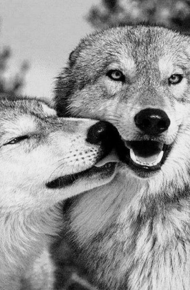 Love Wolf Couple Wallpapers