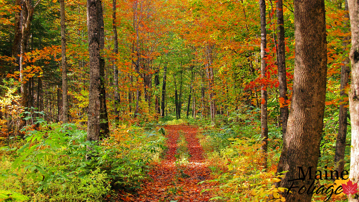 Maine Desktop Wallpapers