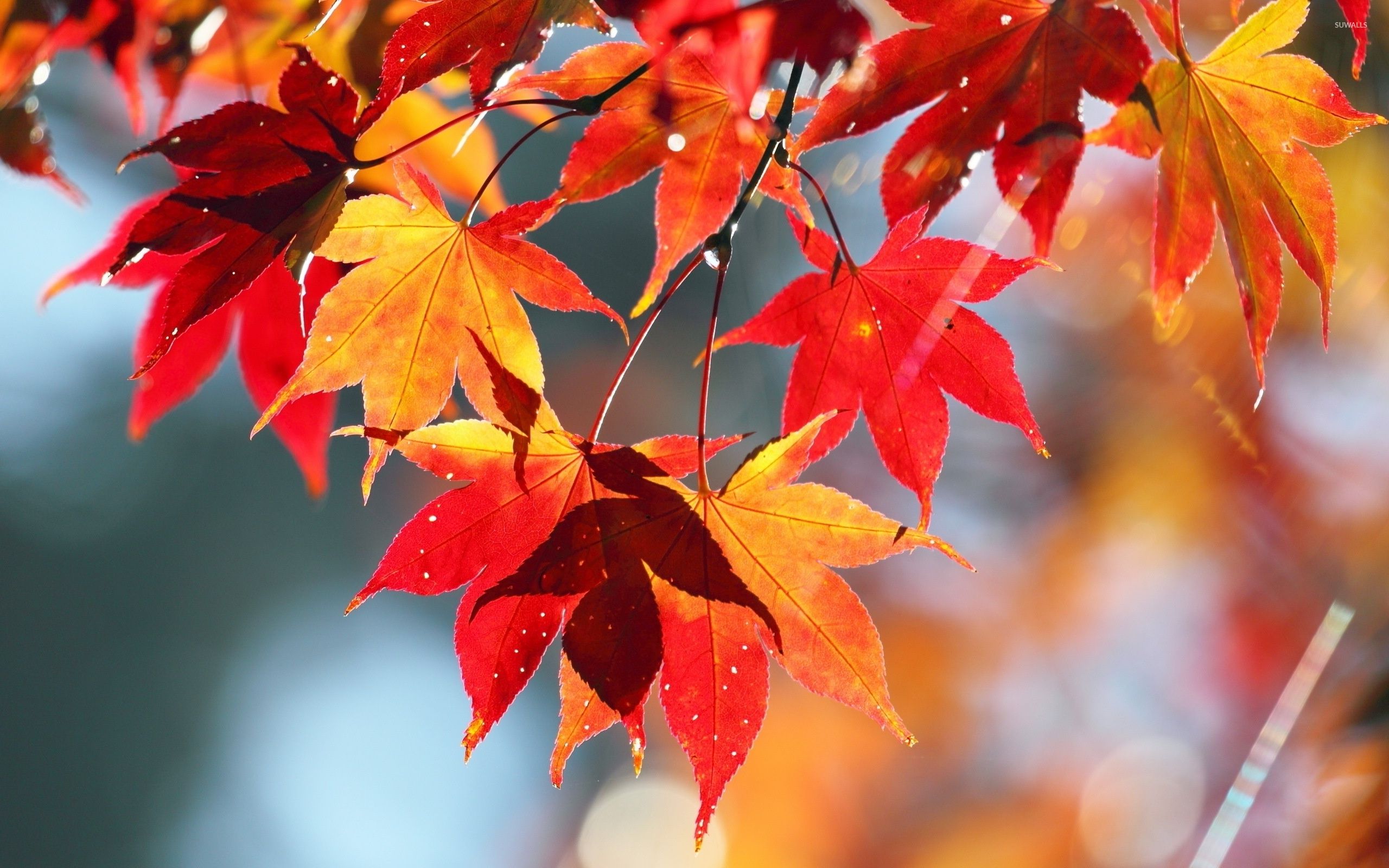 Maple Leaves Wallpapers