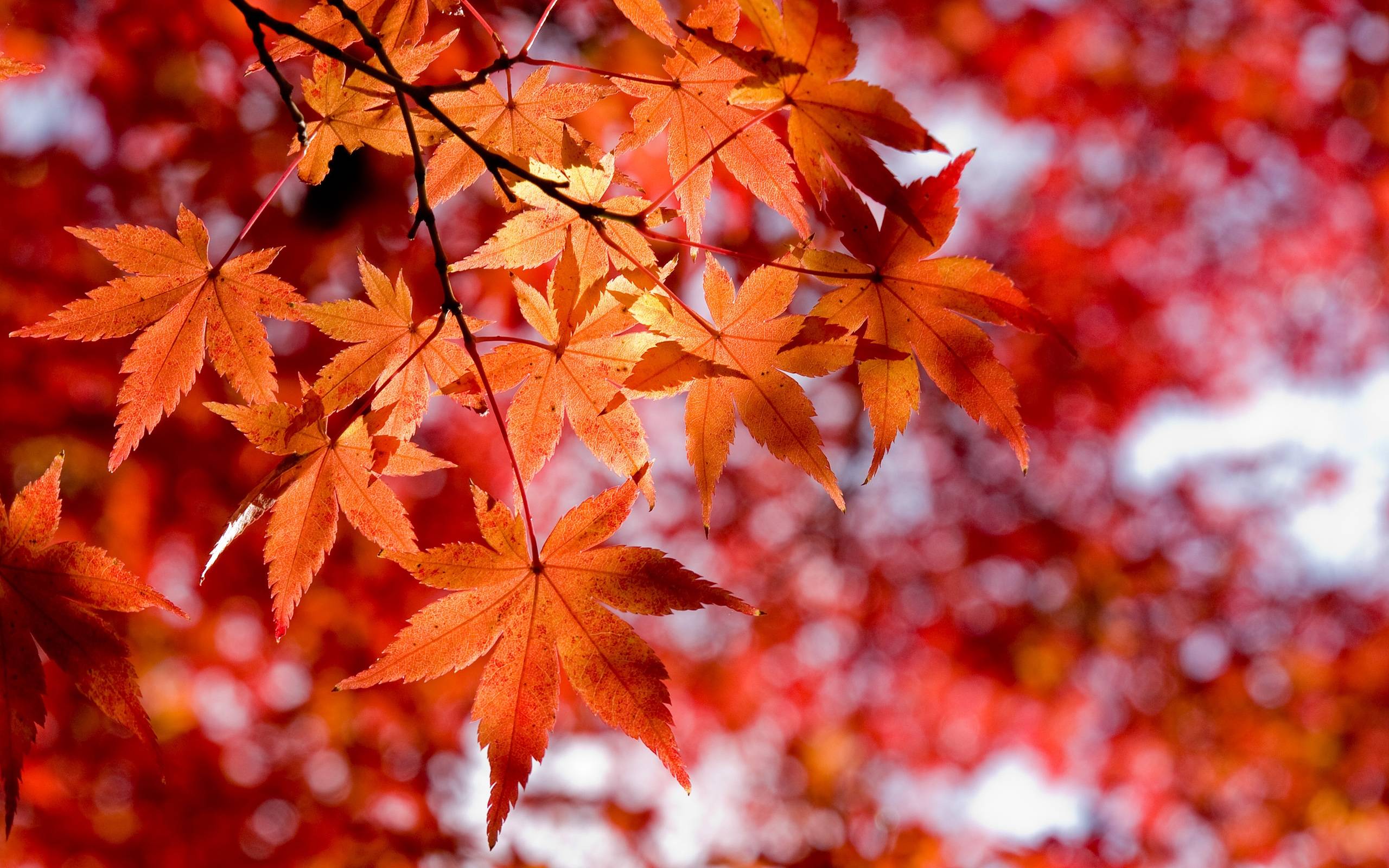 Maple Leaves Wallpapers