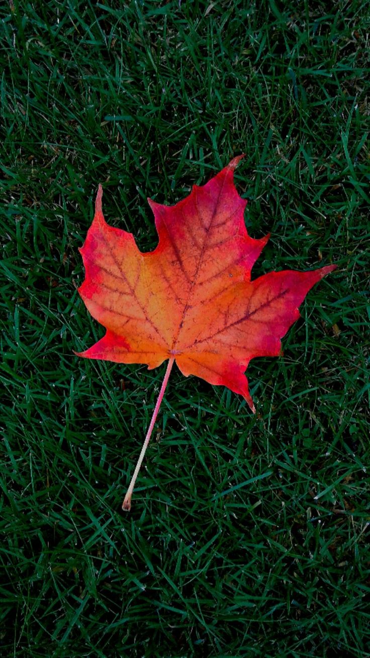 Maple Leaves Wallpapers