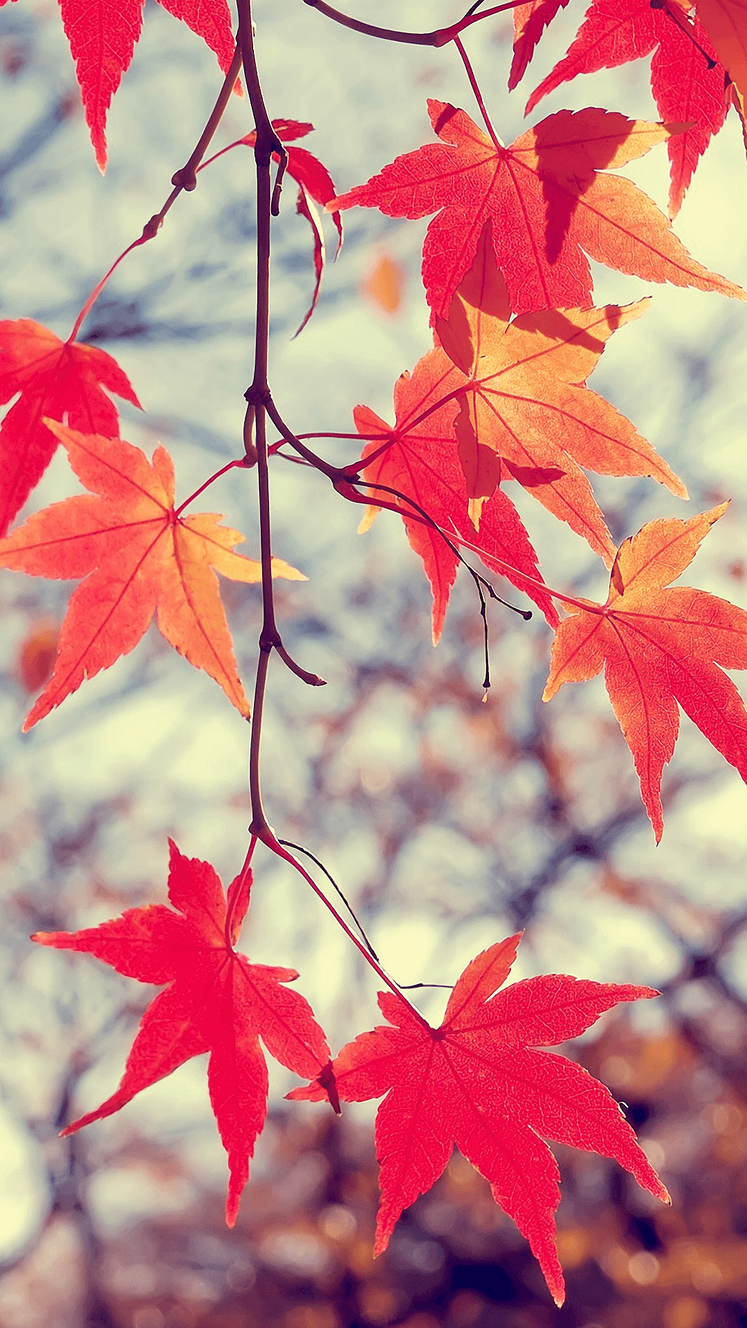 Maple Leaves Wallpapers