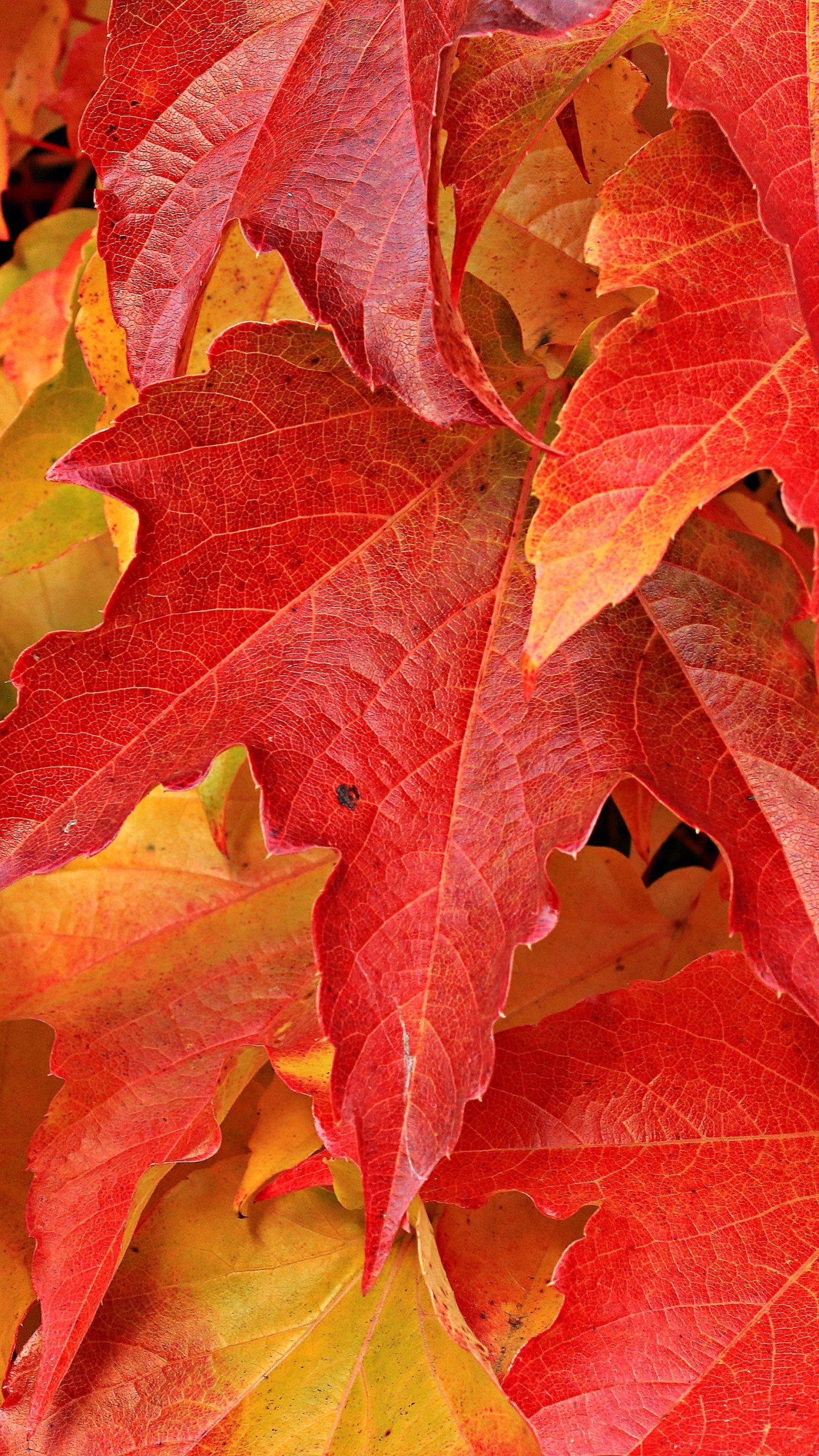 Maple Leaves Wallpapers