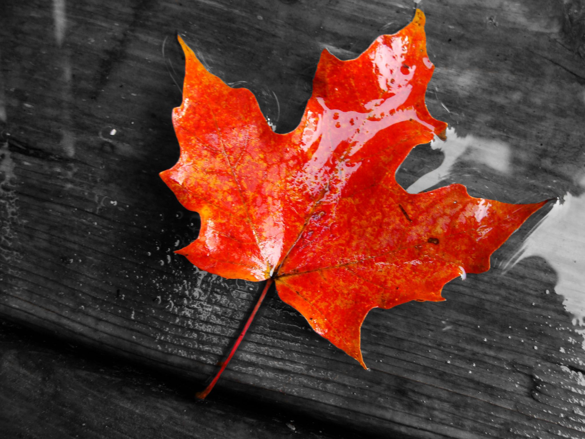 Maple Leaves Wallpapers