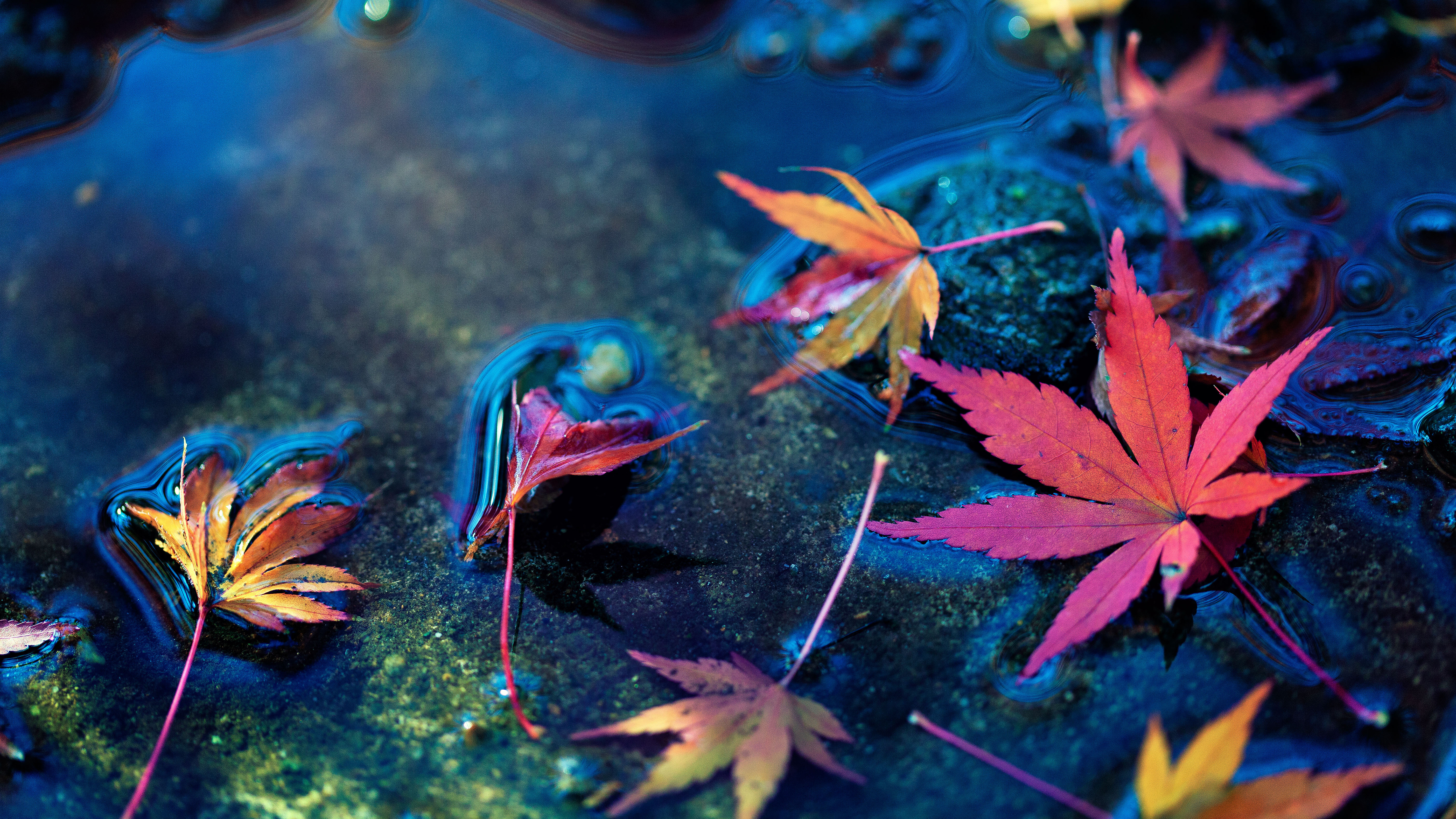 Maple Leaves Wallpapers