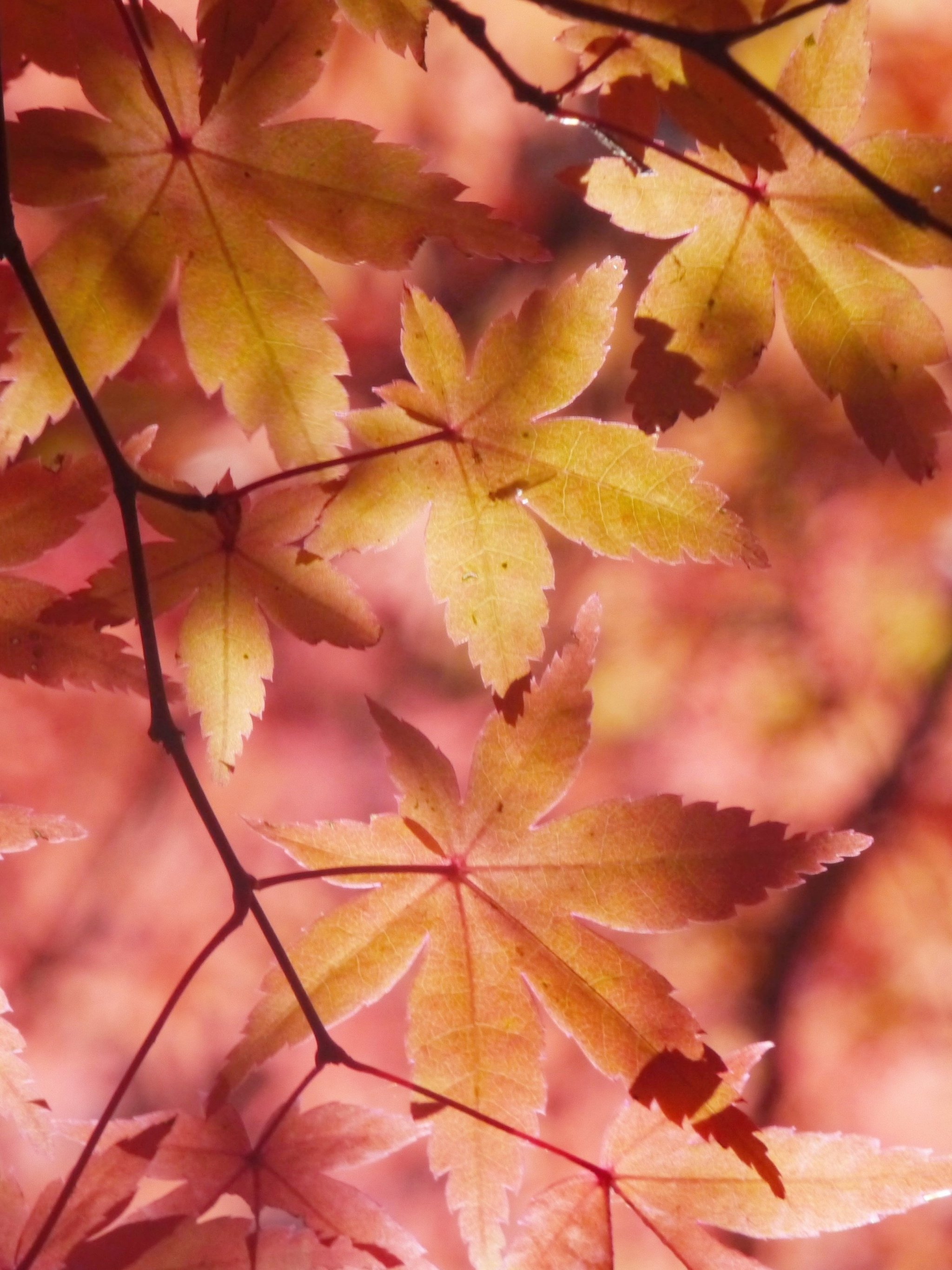 Maple Leaves Wallpapers