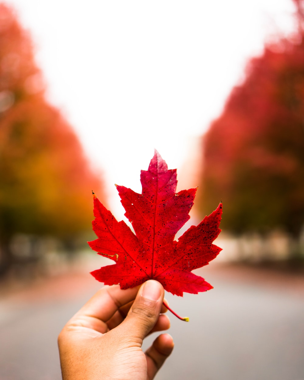 Maple Leaves Wallpapers