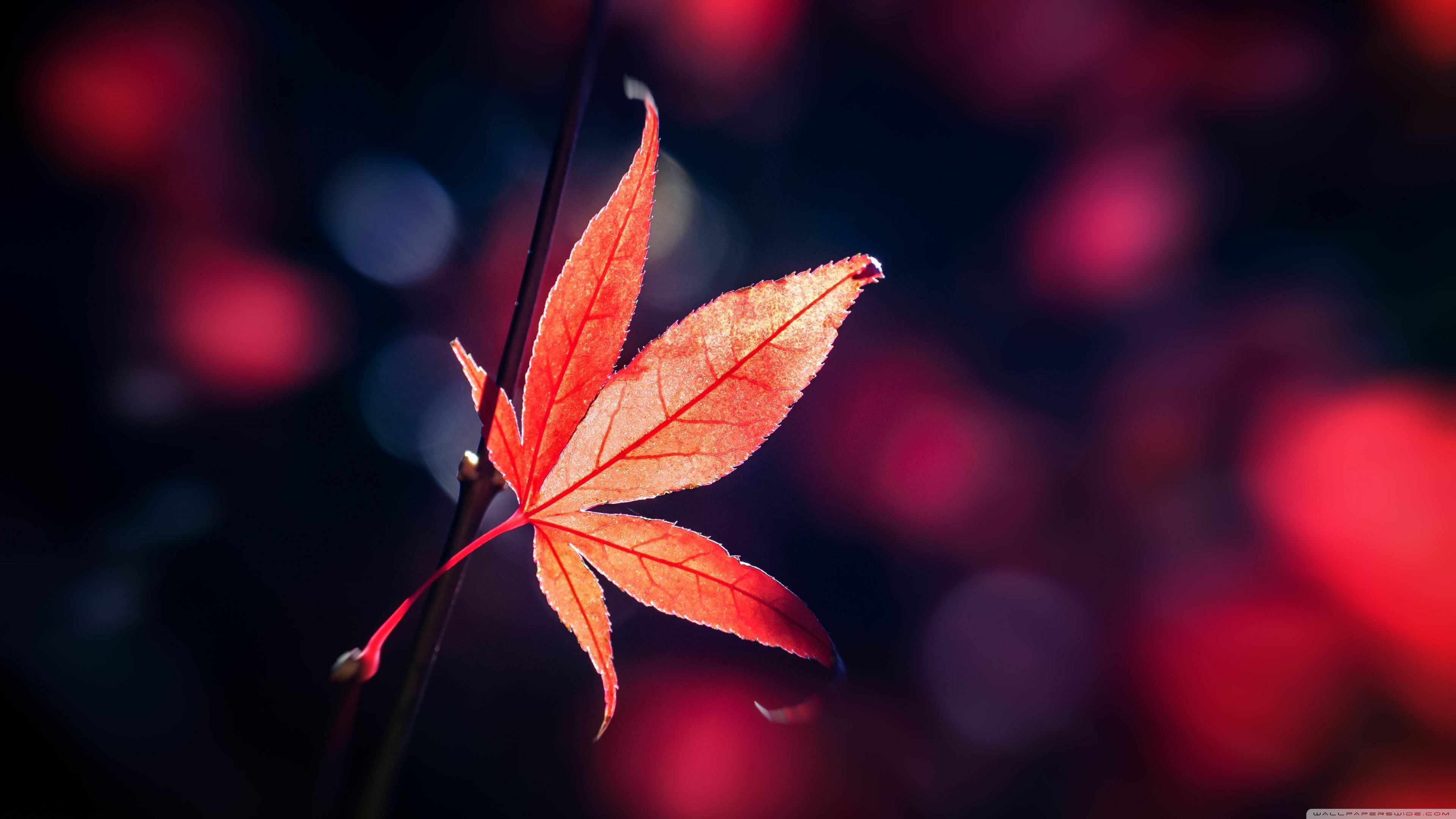 Maple Leaves Wallpapers