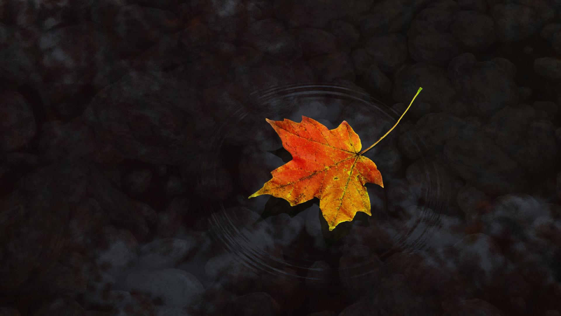 Maple Leaves Wallpapers