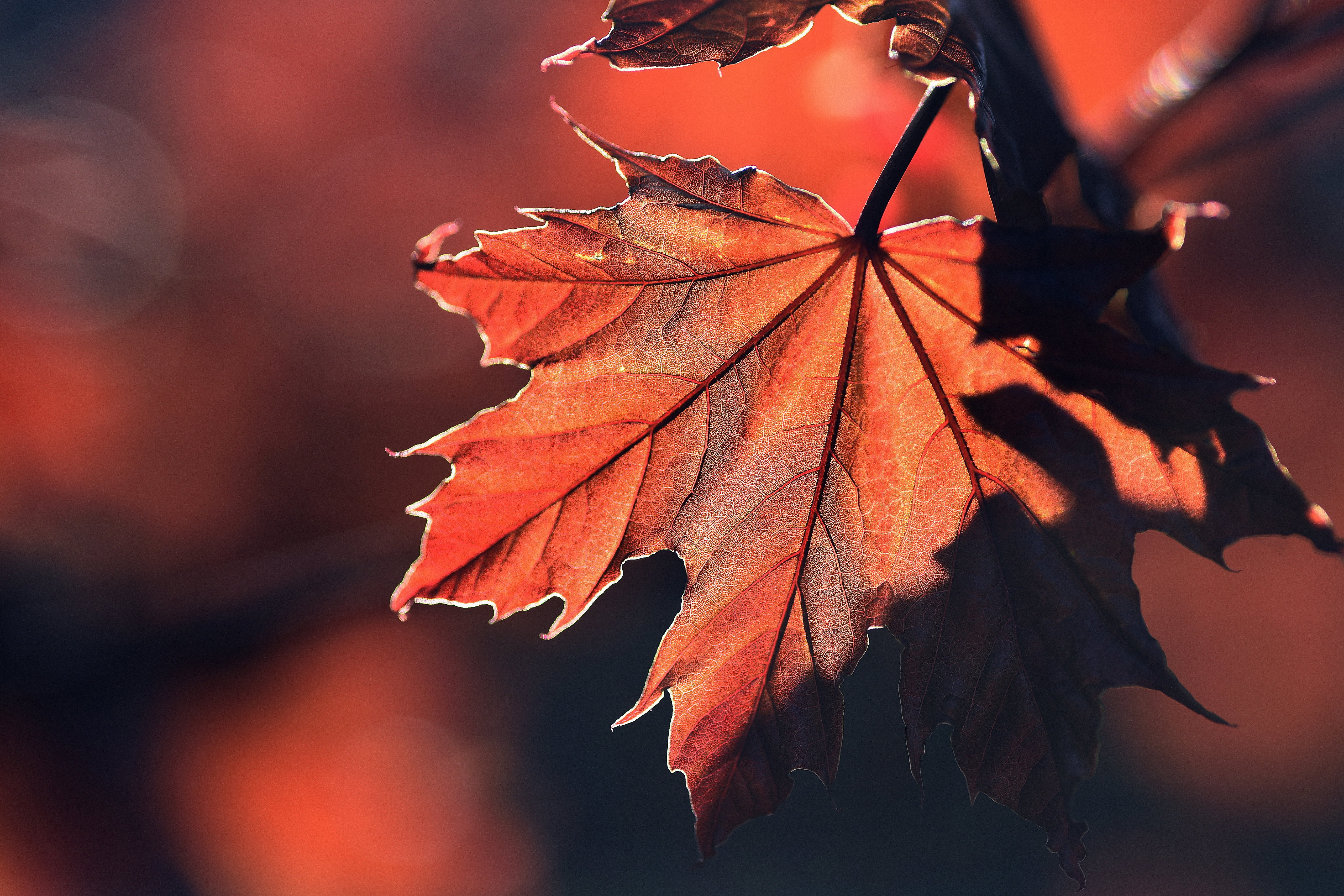 Maple Leaves Wallpapers