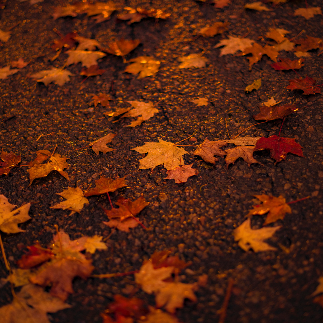 Maple Leaves Wallpapers