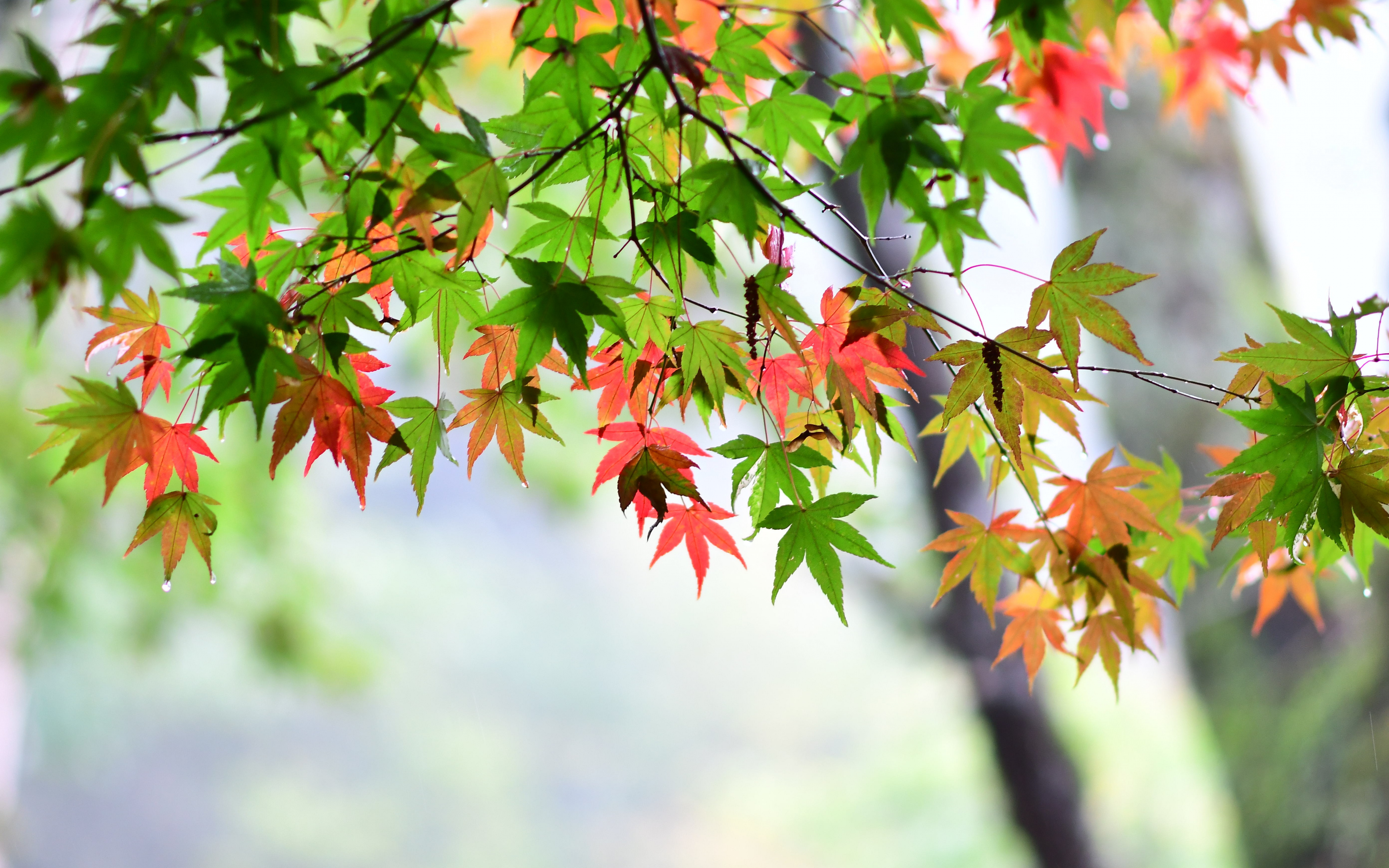 Maple Leaves Wallpapers