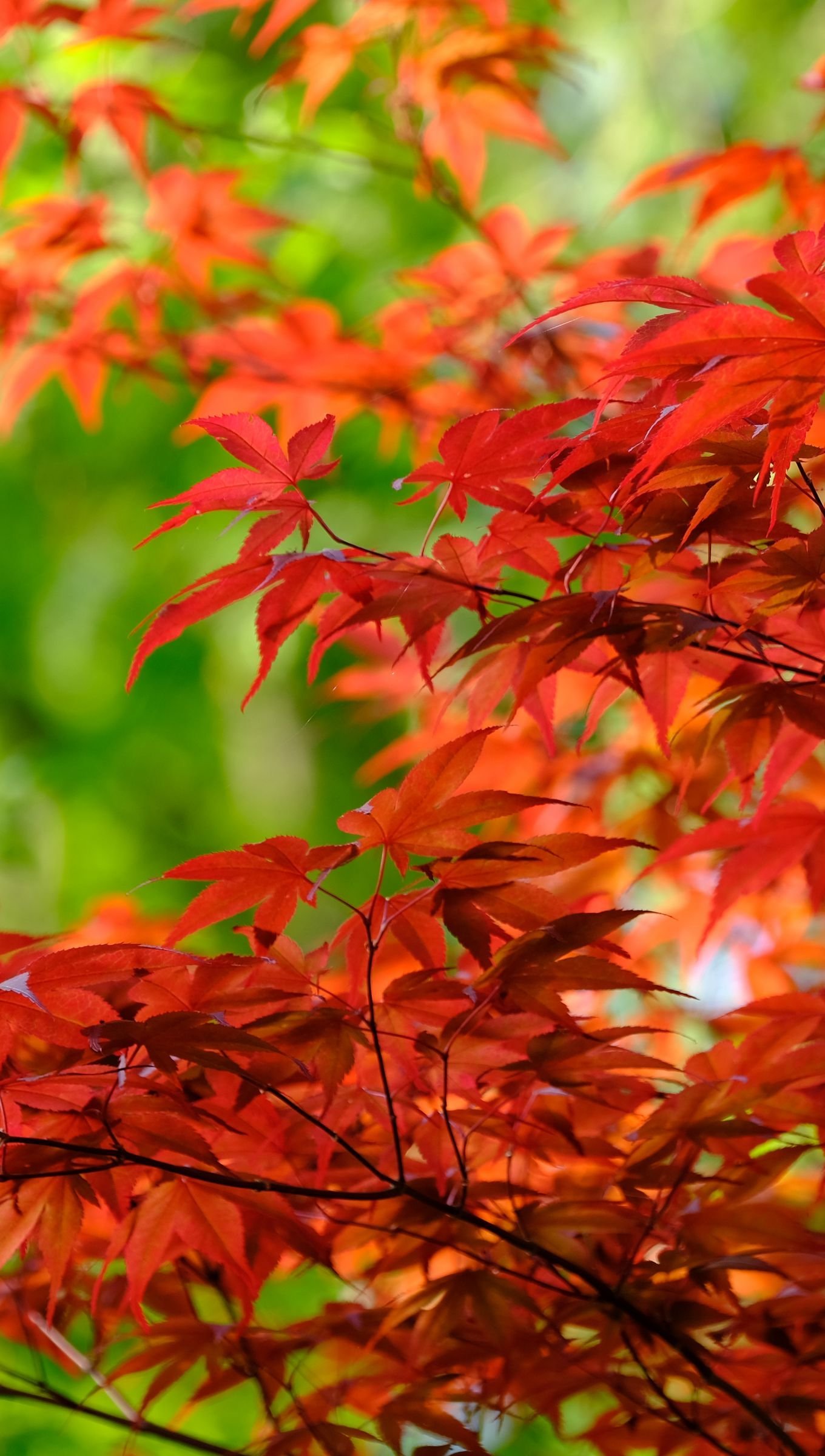 Maple Leaves Wallpapers