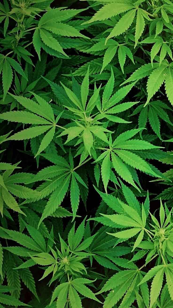 Marijuana Leaf Wallpapers