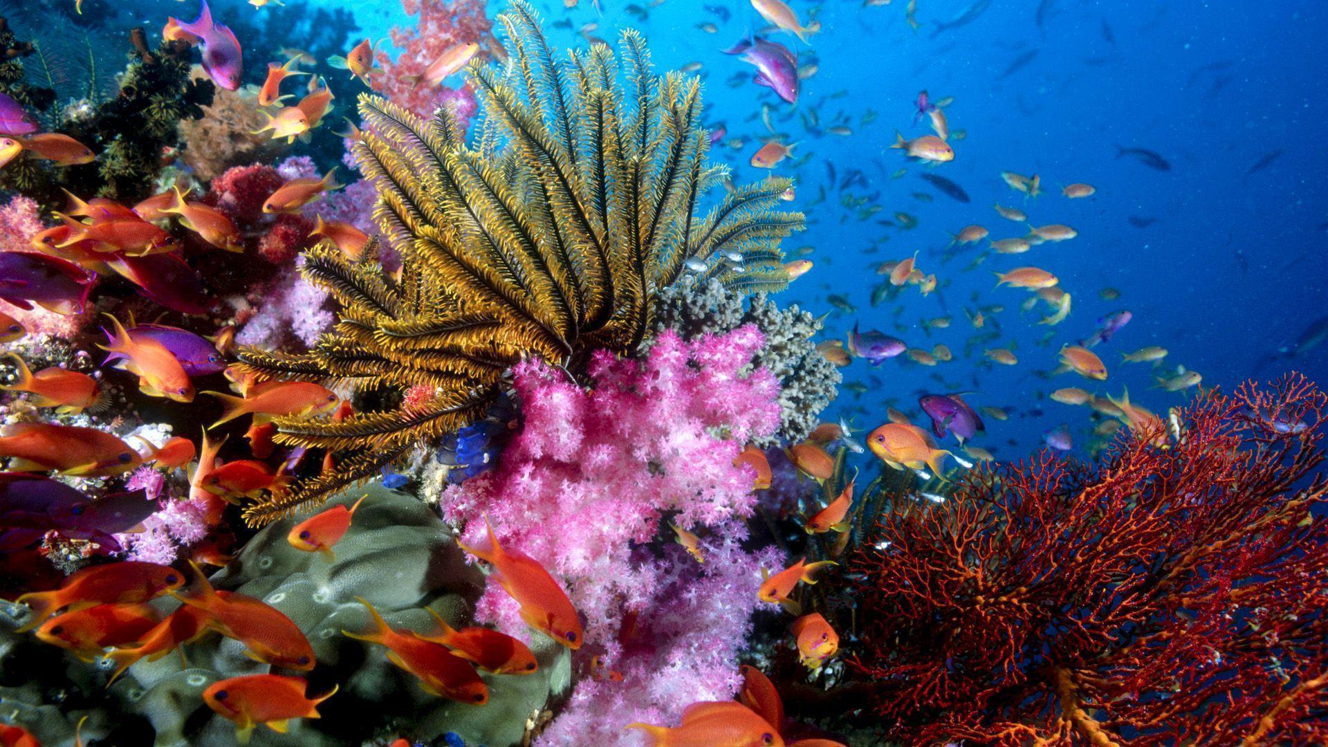 Marine Life Wallpapers