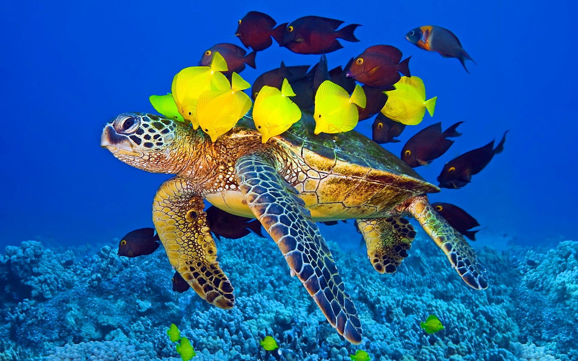 Marine Life Wallpapers