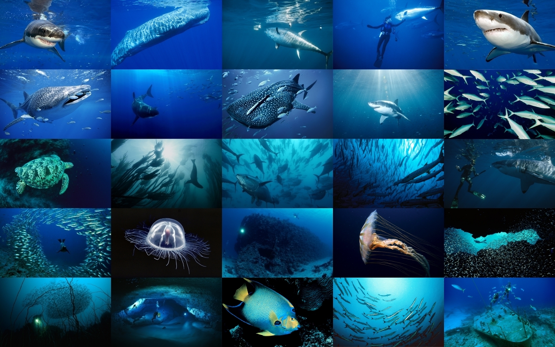 Marine Life Wallpapers