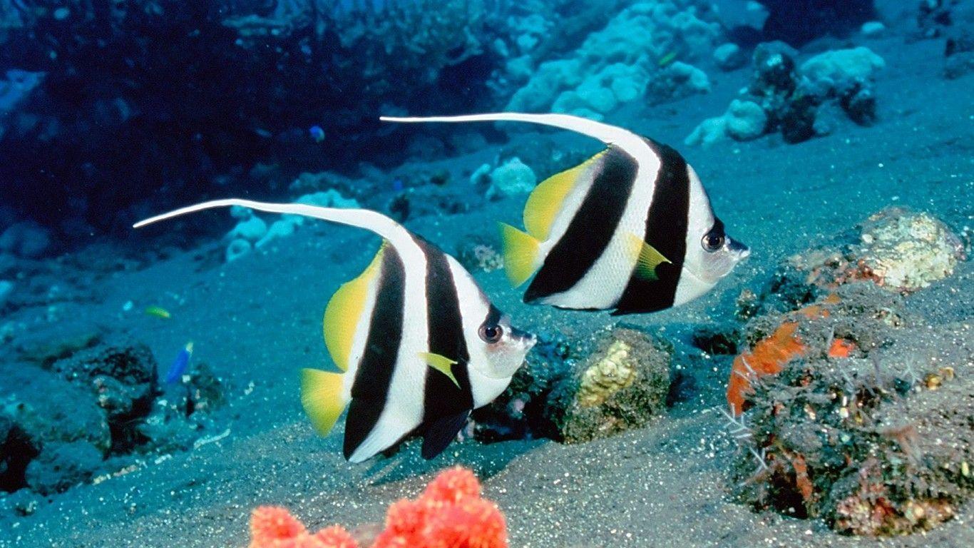 Marine Life Wallpapers