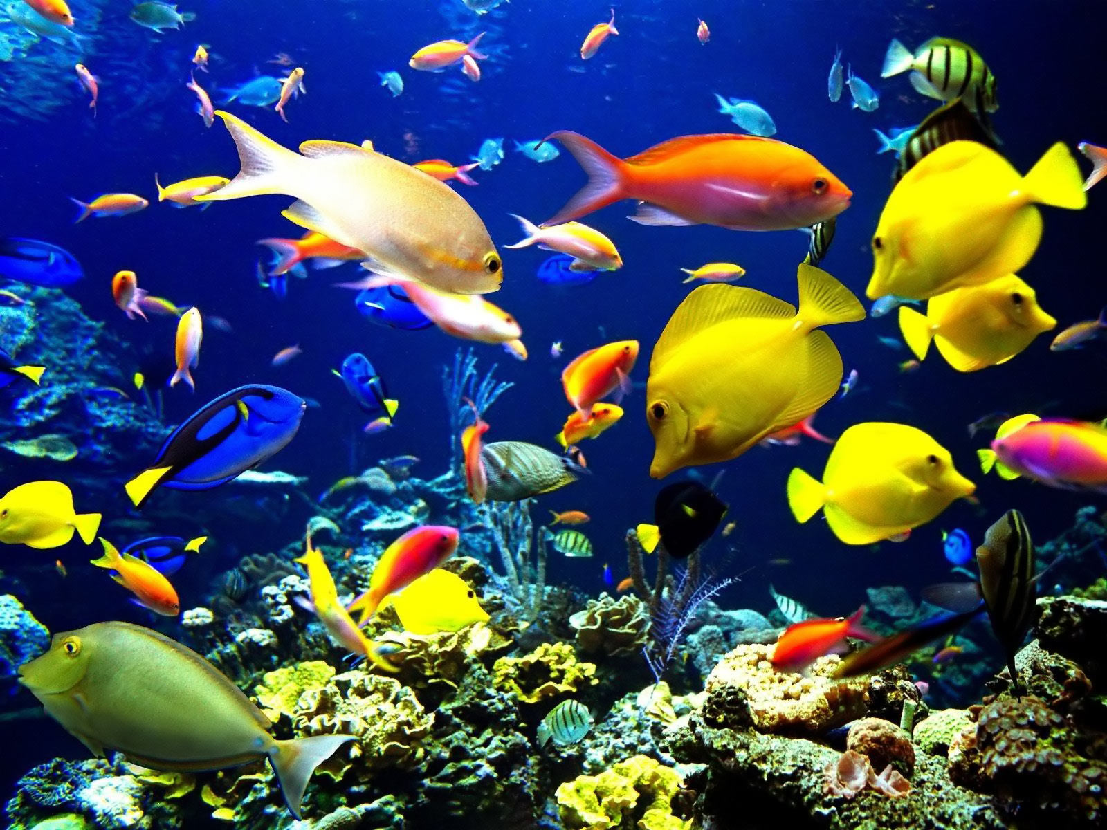 Marine Life Wallpapers