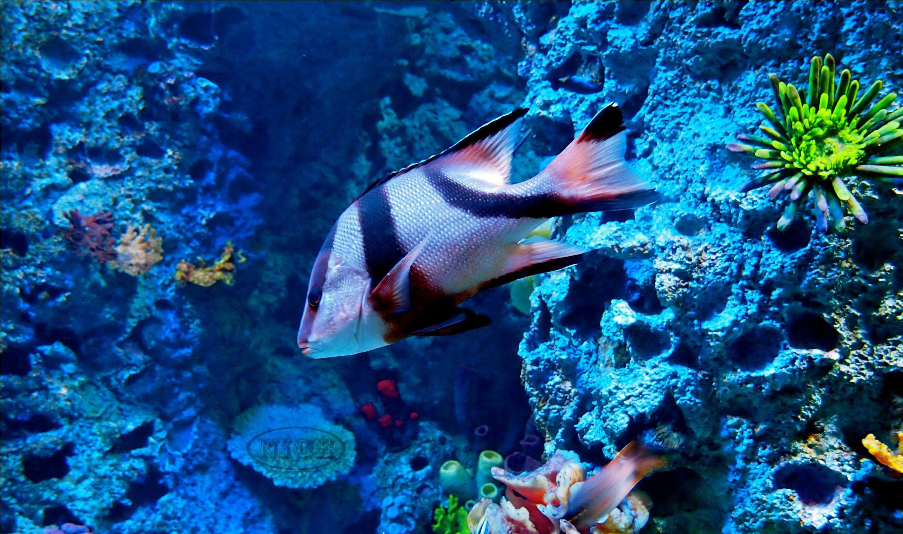 Marine Life Wallpapers