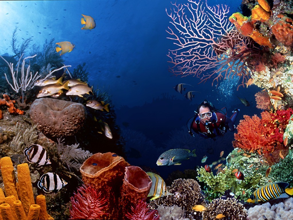 Marine Life Wallpapers