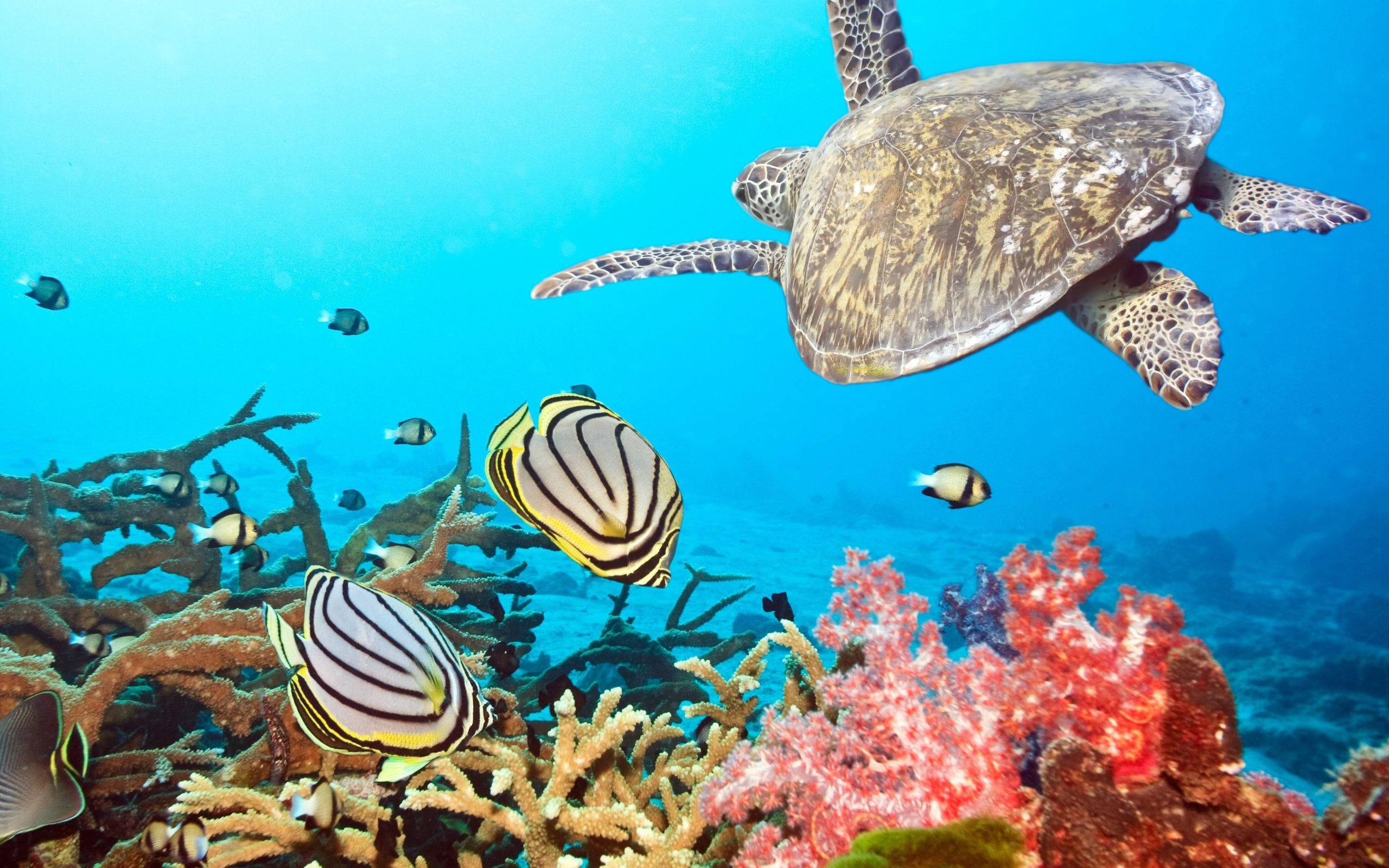 Marine Life Wallpapers