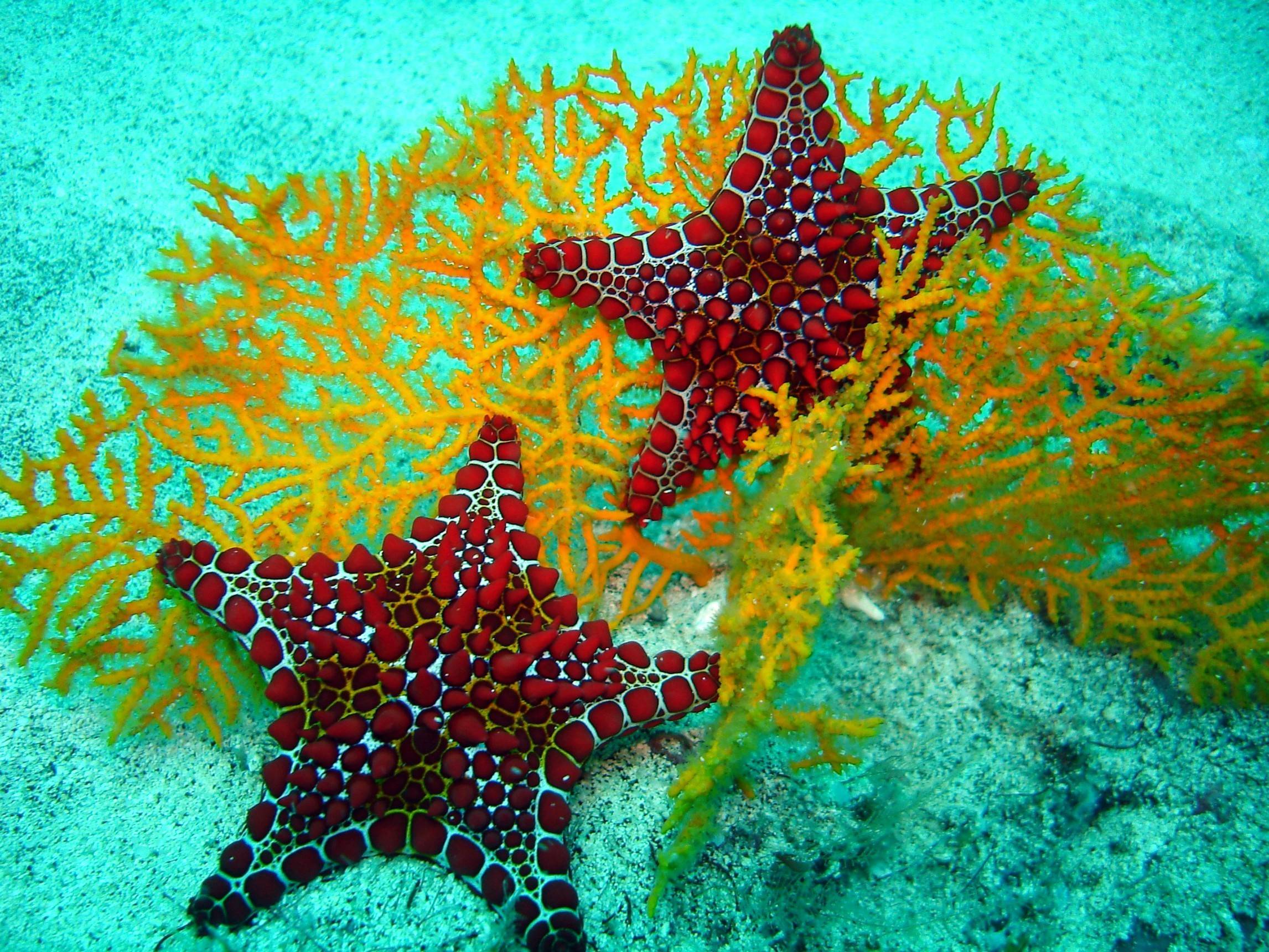 Marine Life Wallpapers