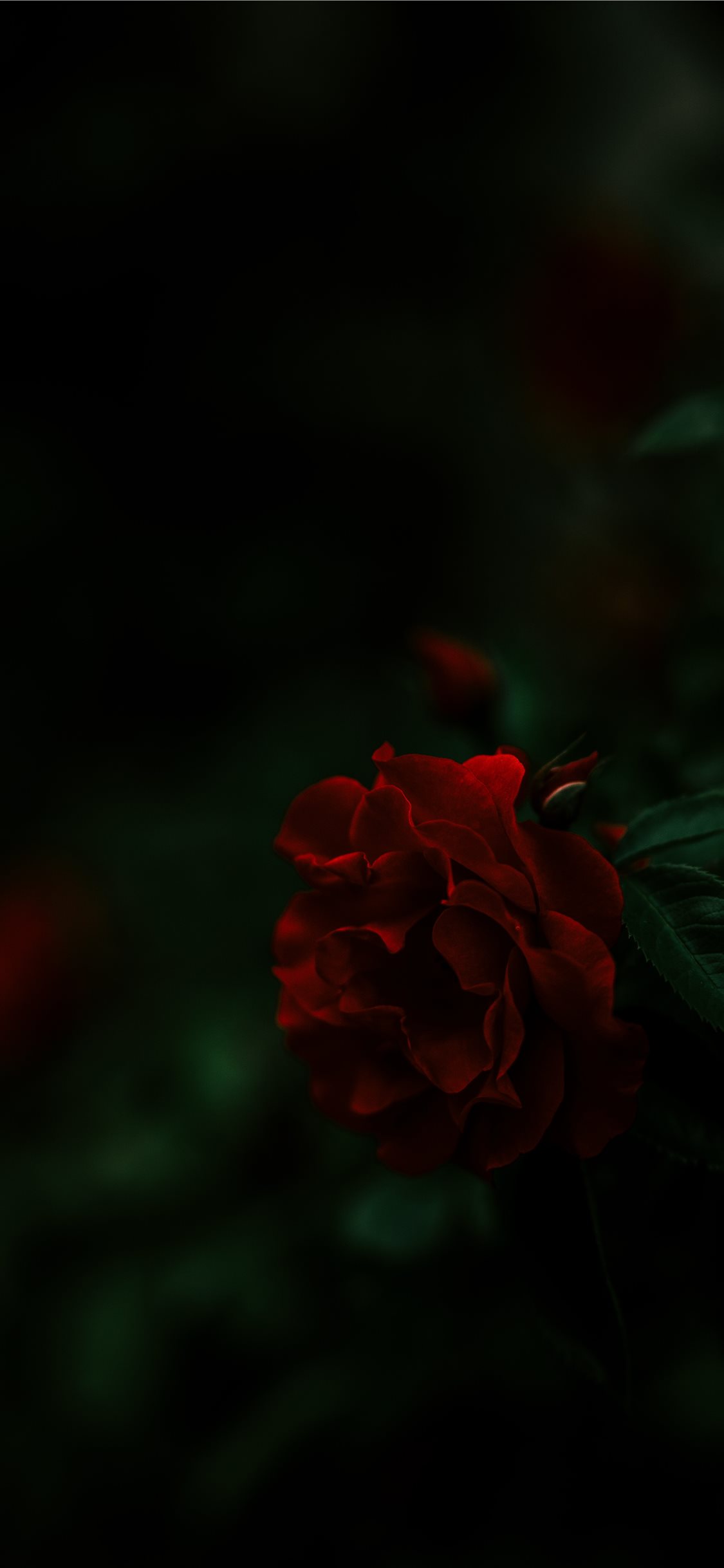 Maroon Rose Wallpapers