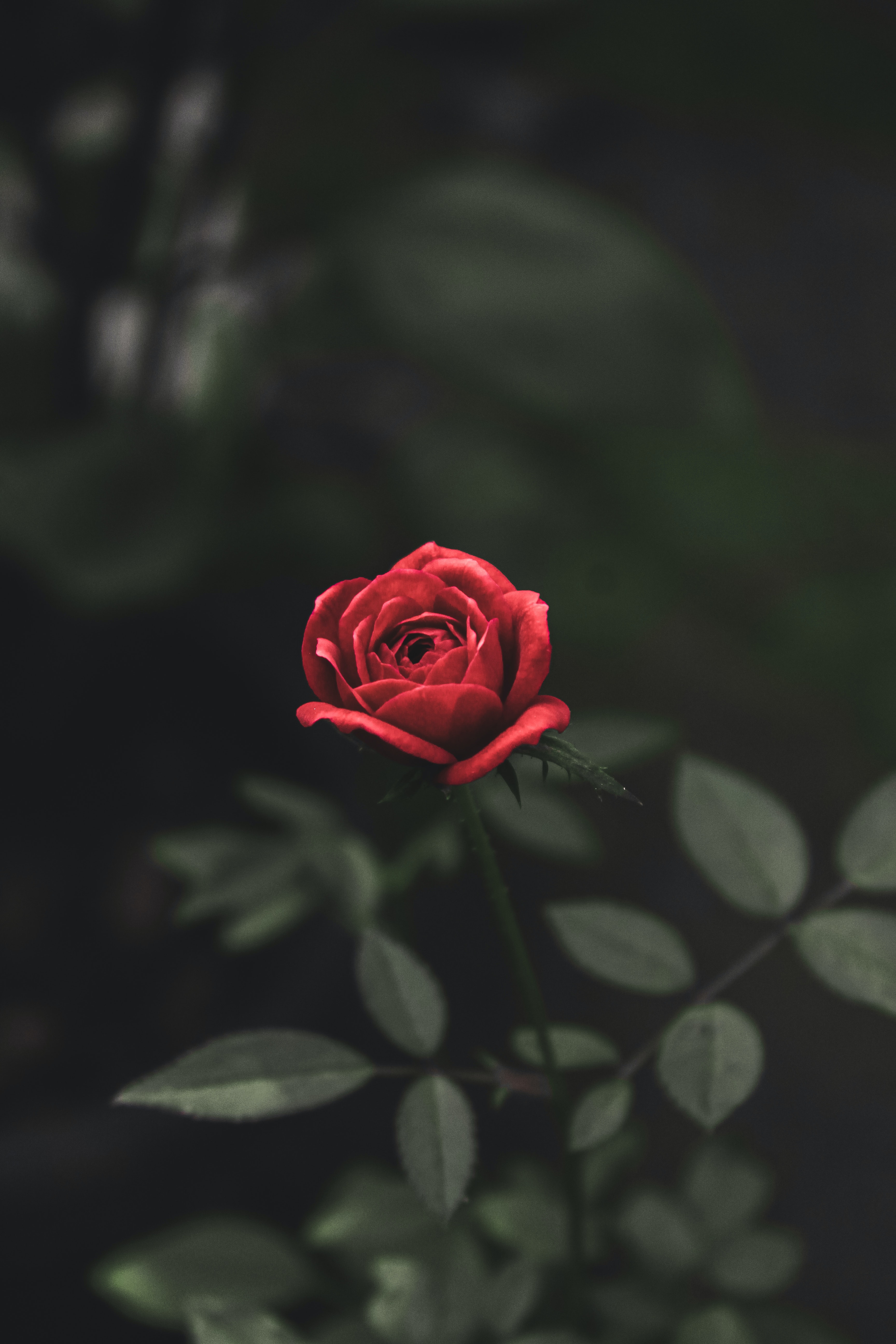 Maroon Rose Wallpapers