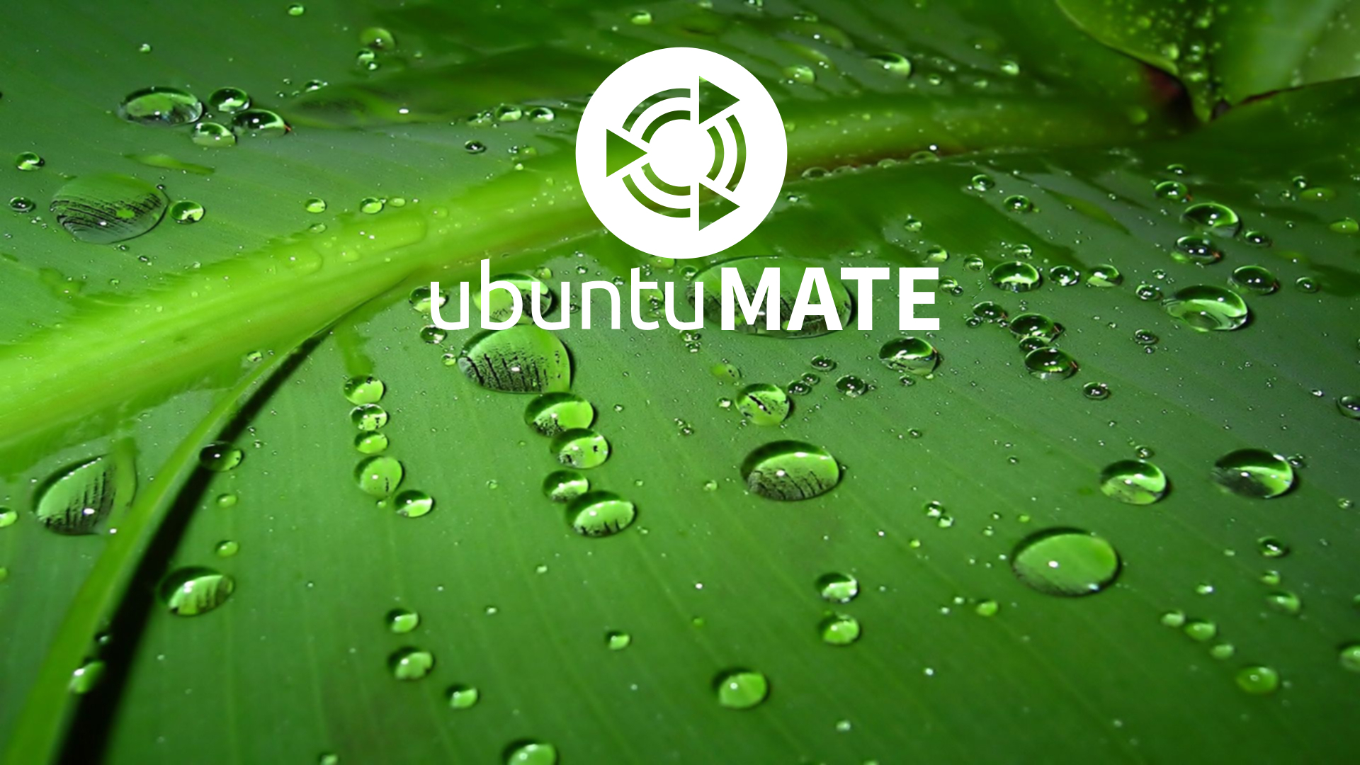 Mate Wallpapers