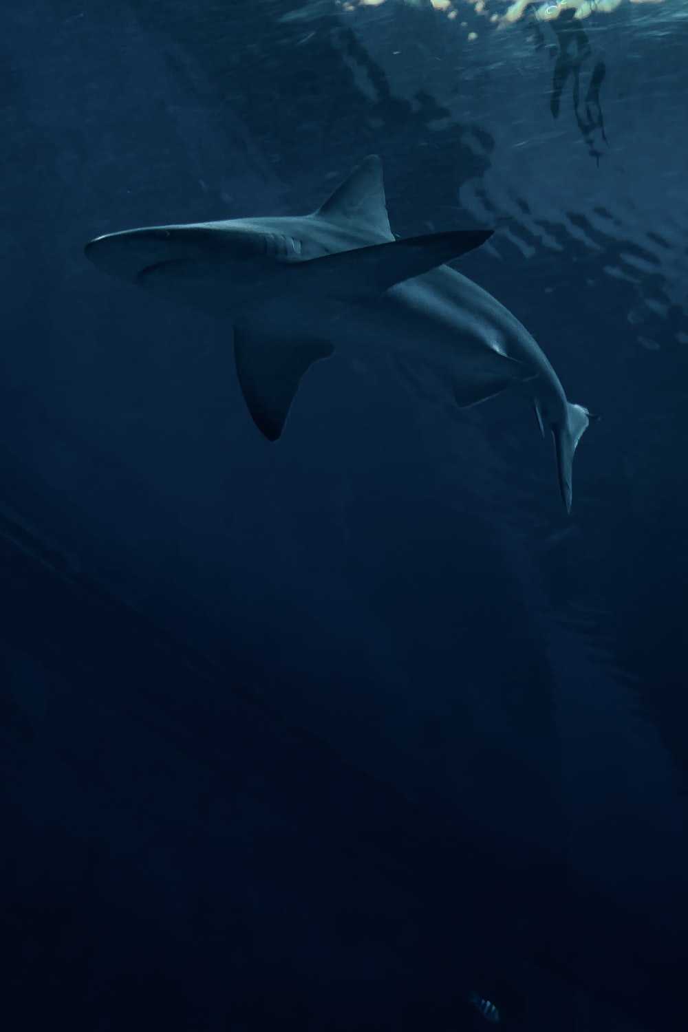 Megalodon Wallpapers