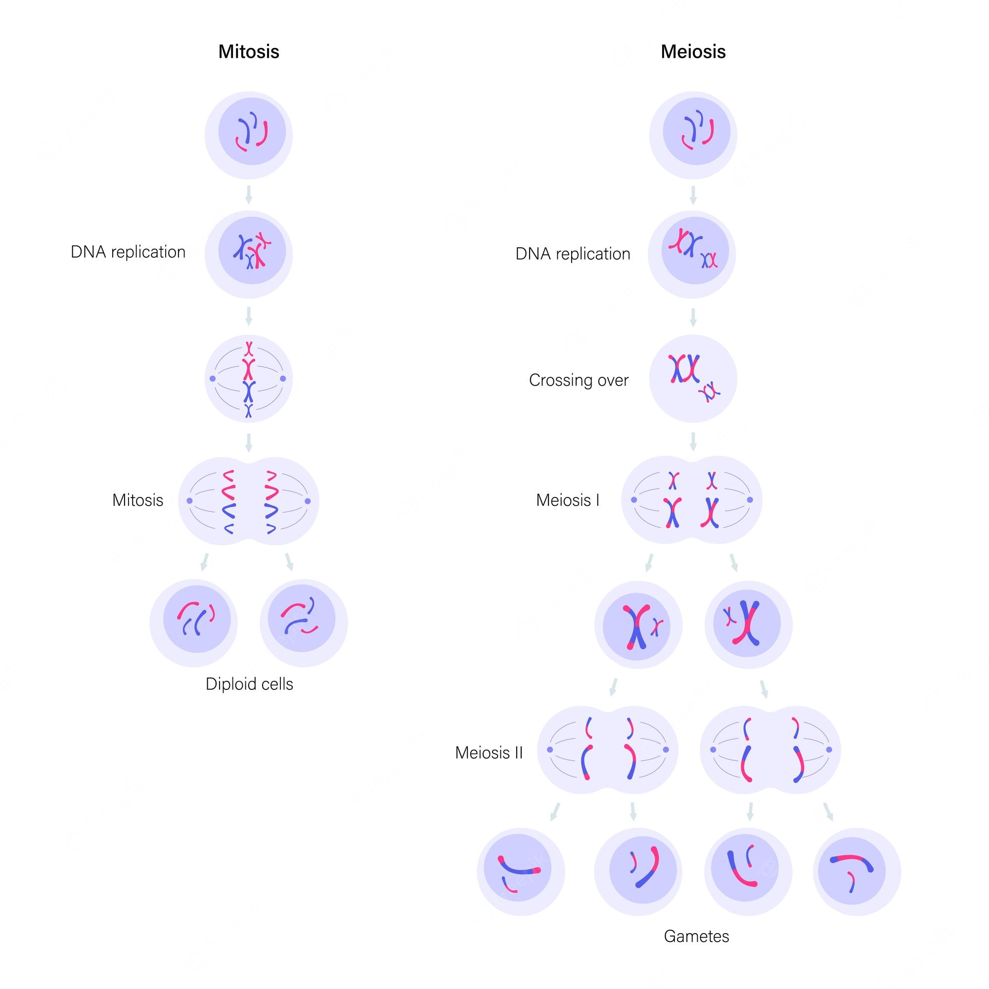 Mitosis Wallpapers