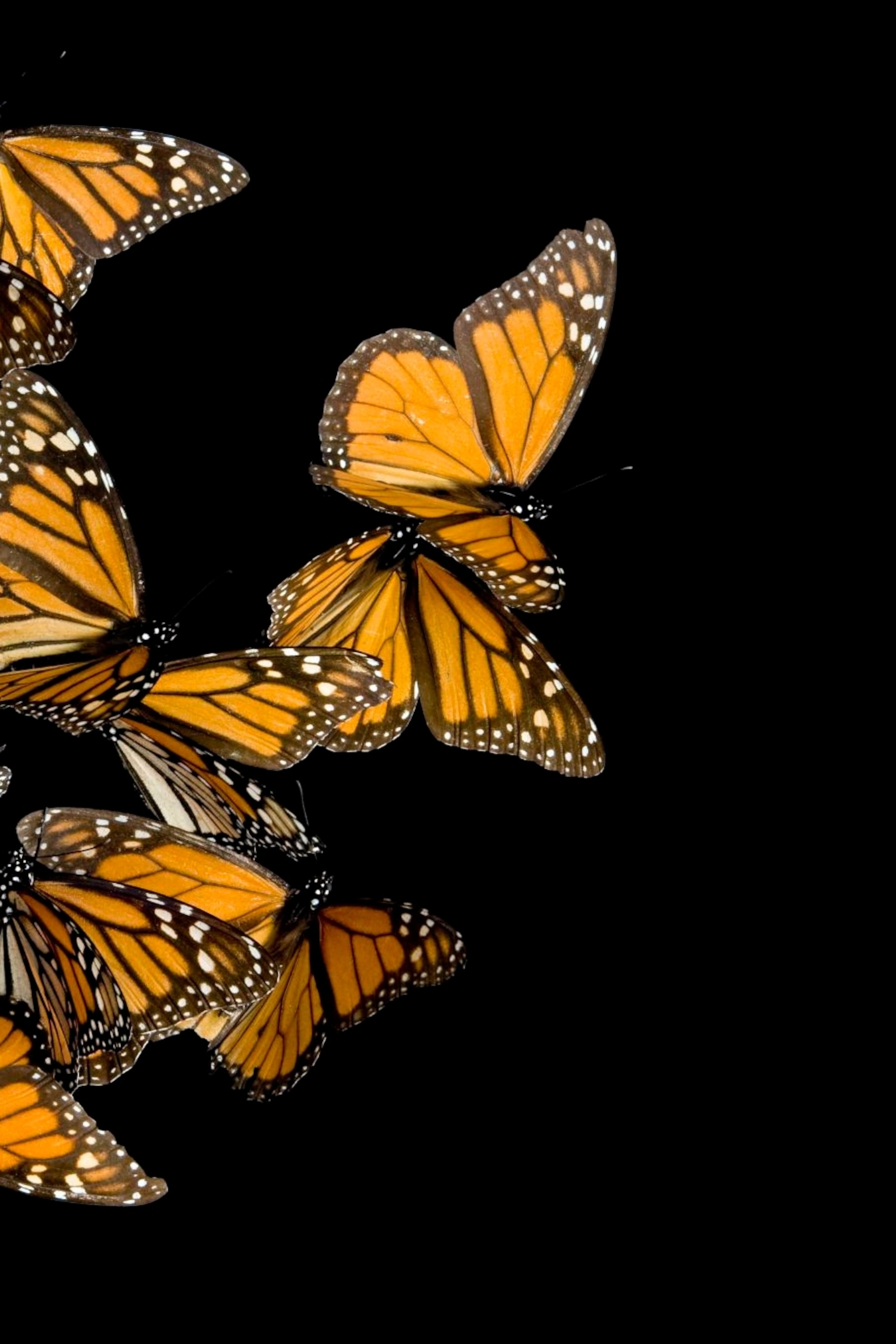 Monarch Butterfly Wallpapers