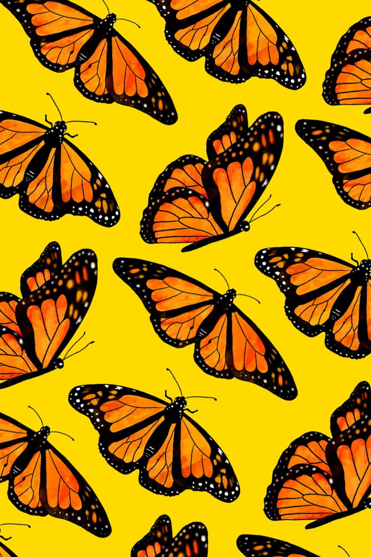 Monarch Butterfly Wallpapers