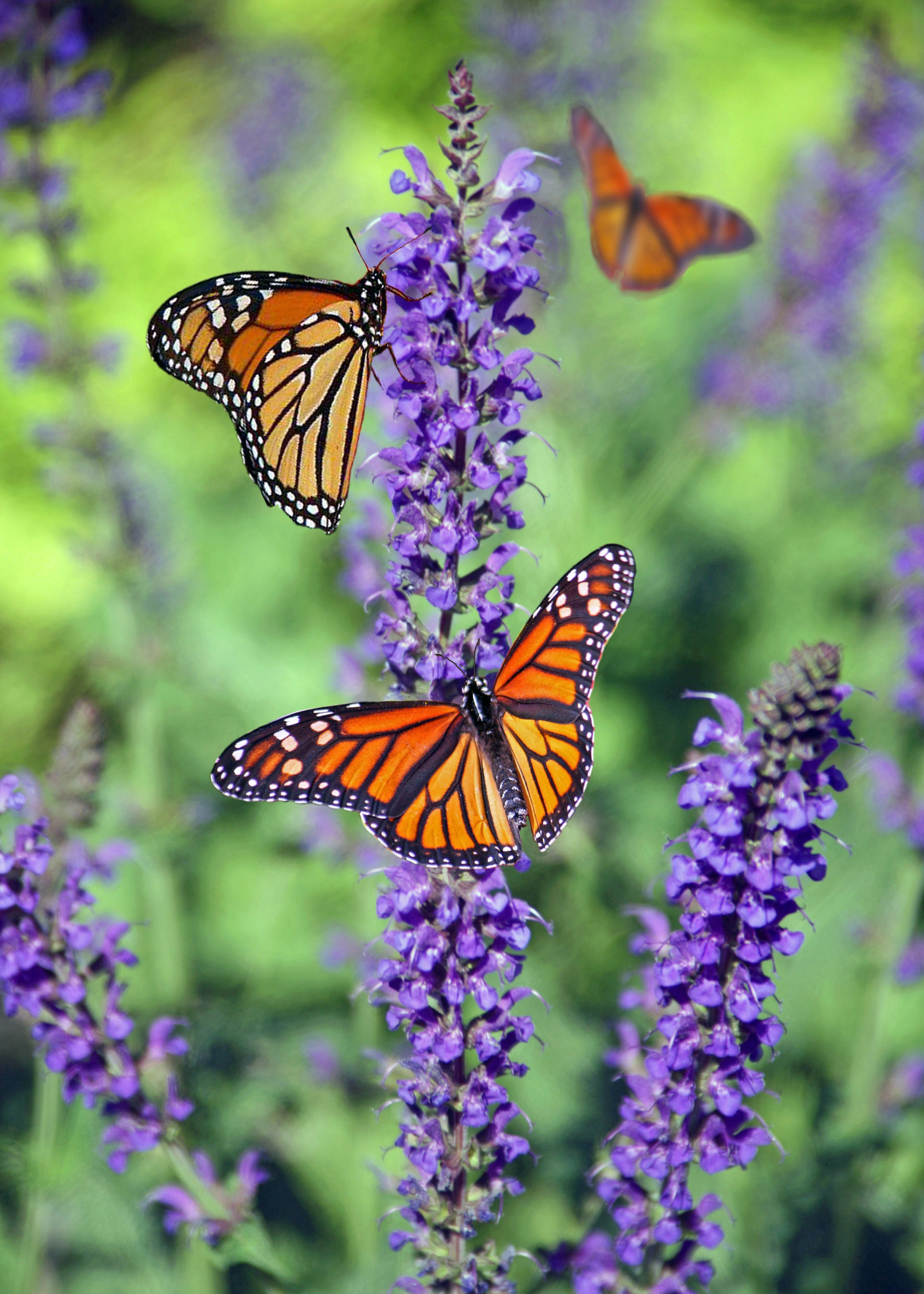 Monarch Butterfly Wallpapers