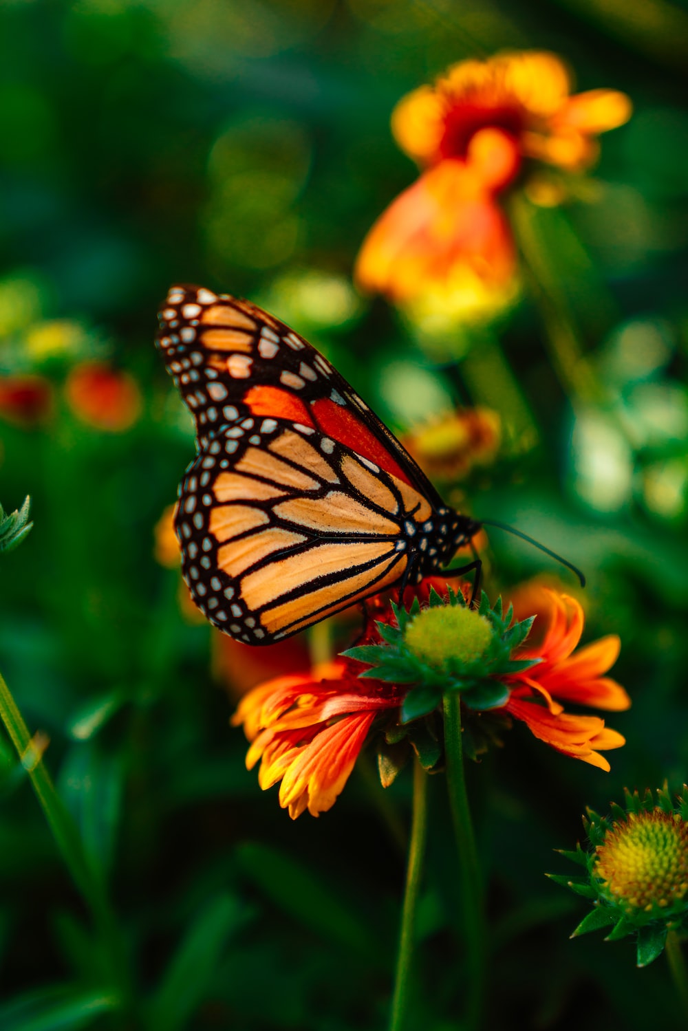 Monarch Butterfly Wallpapers