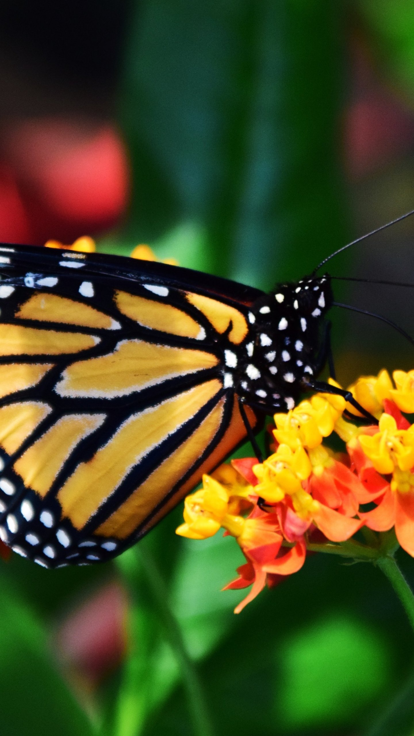 Monarch Butterfly Wallpapers