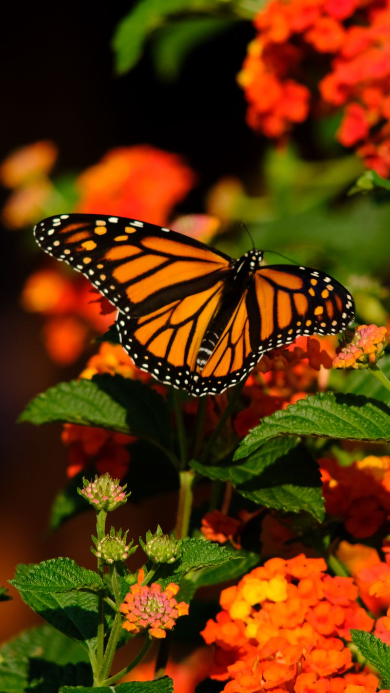 Monarch Butterfly Wallpapers