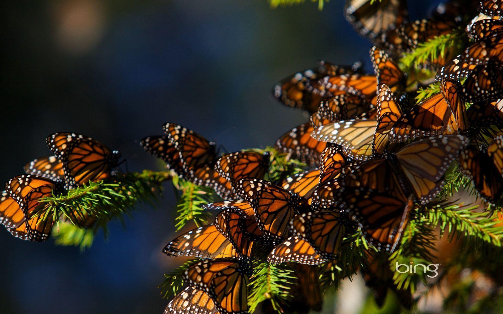 Monarch Butterfly Wallpapers