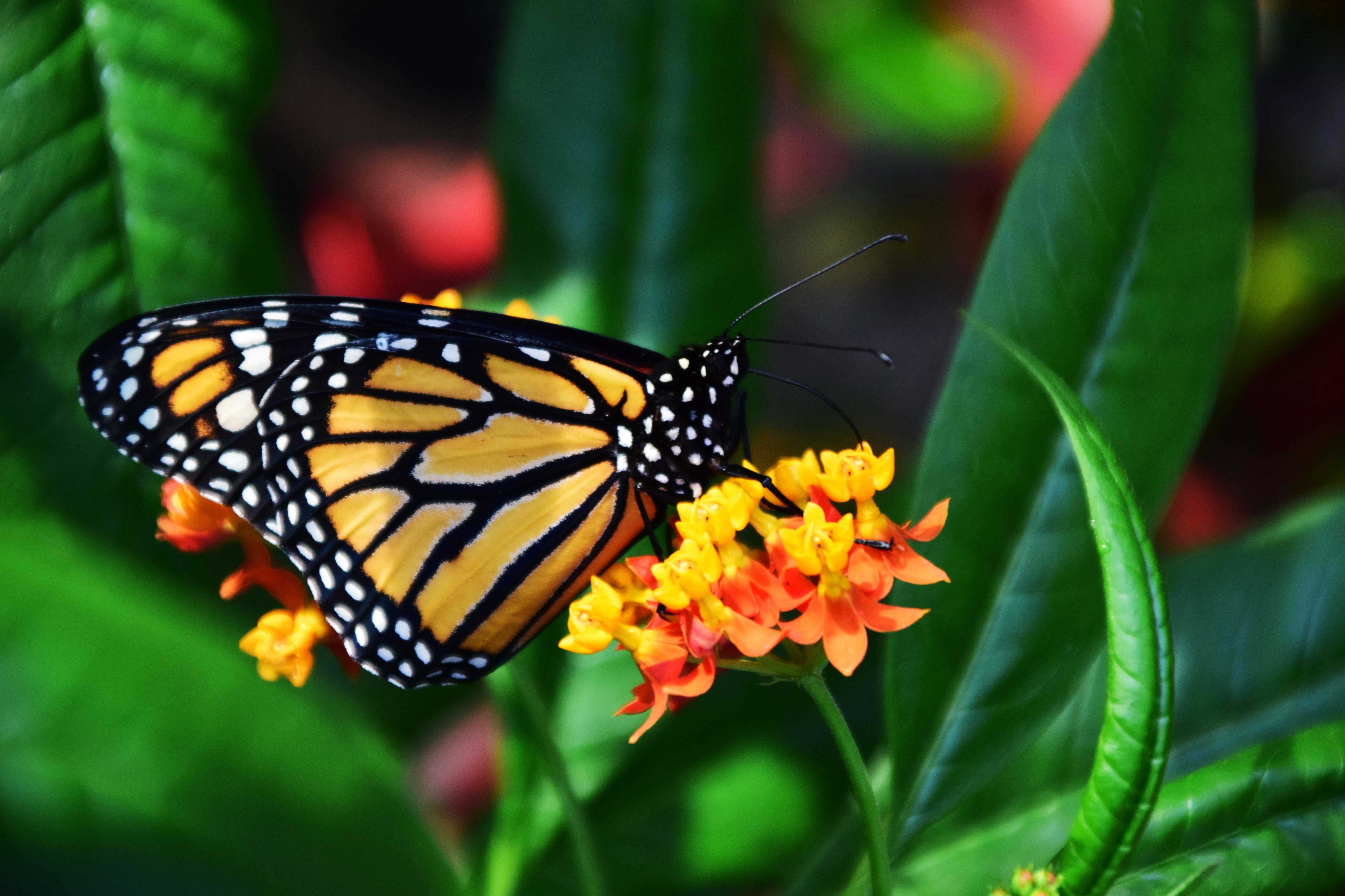 Monarch Butterfly Wallpapers