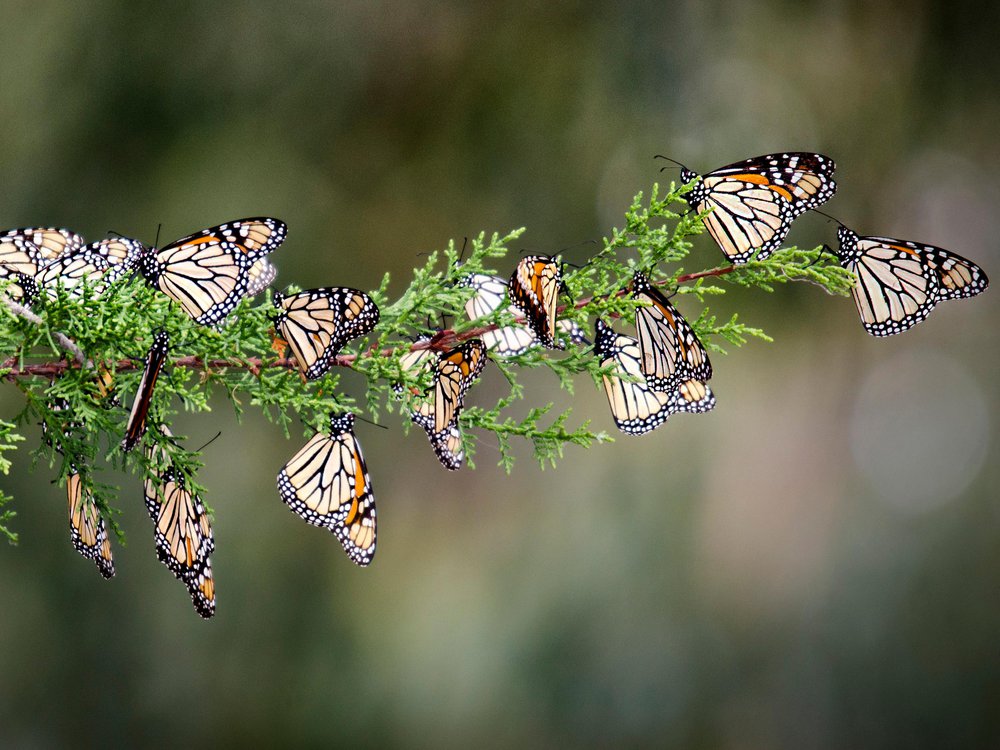 Monarch Butterfly Wallpapers