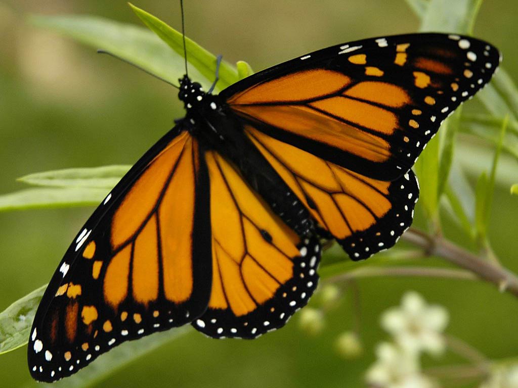 Monarch Butterfly Wallpapers