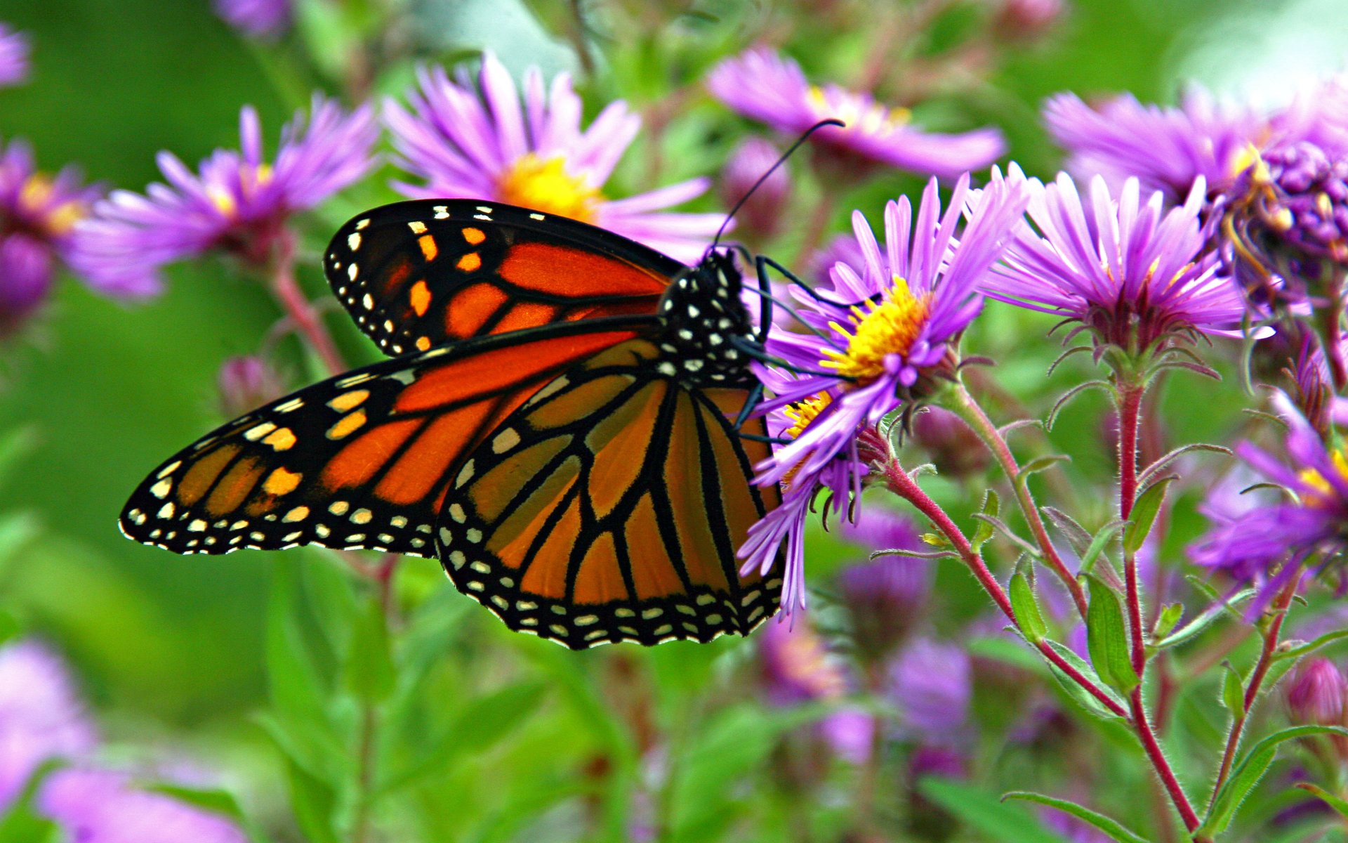 Monarch Butterfly Wallpapers