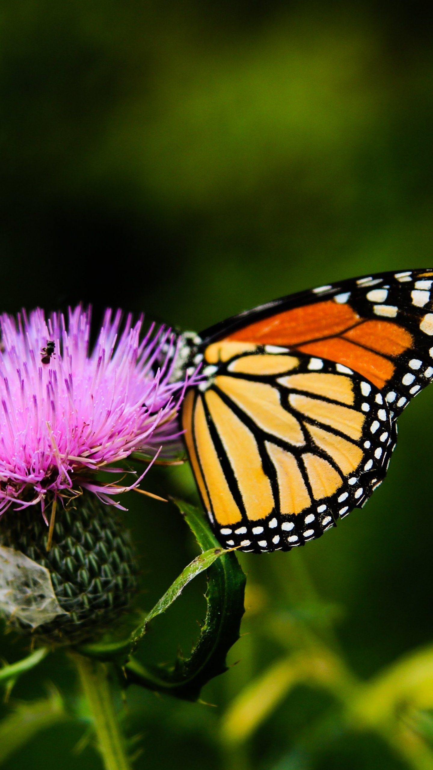 Monarch Butterfly Wallpapers