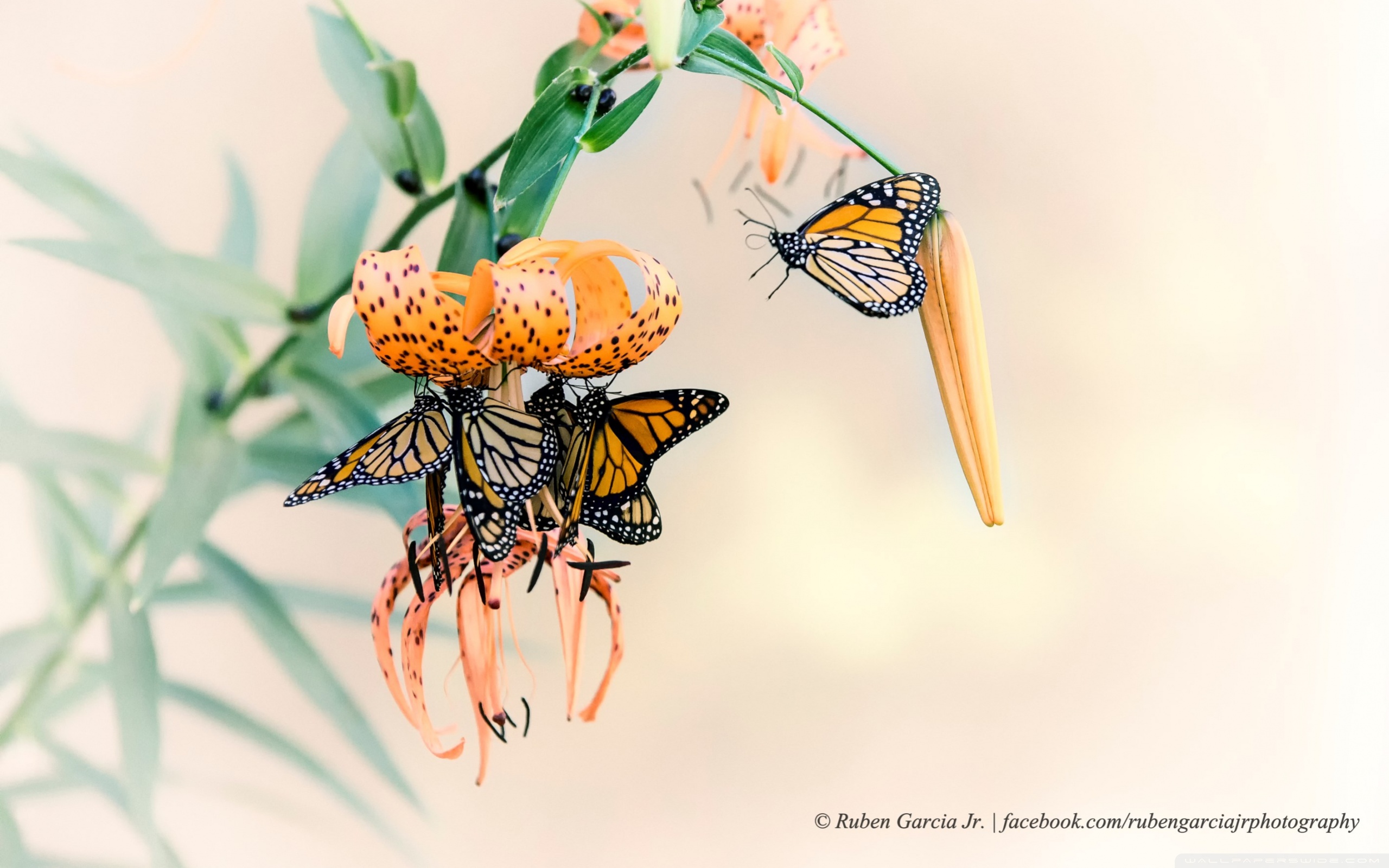 Monarch Butterfly Wallpapers