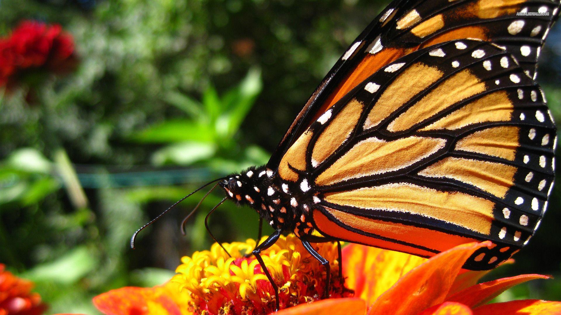 Monarch Butterfly Wallpapers